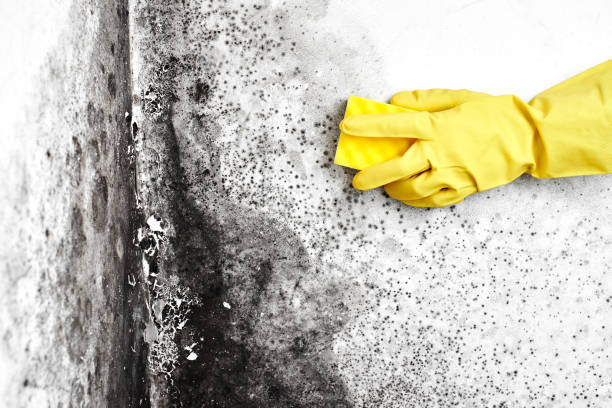 Professional Mold Removal in Adwolf, VA